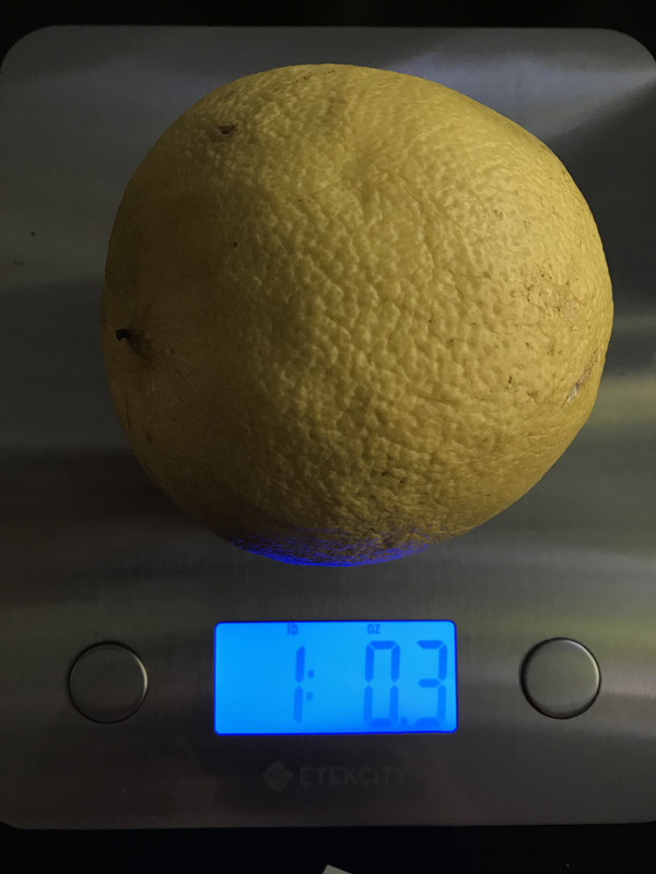 Ponderosa Lemon 112018