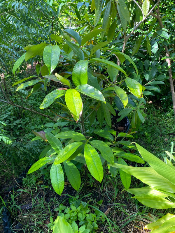 mangosteen92020