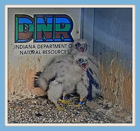 Fort Wayne falcon cam - Pagina 3 Przechwytywanie-w-trybie-pe-noekranowym-19-05-2022-231251