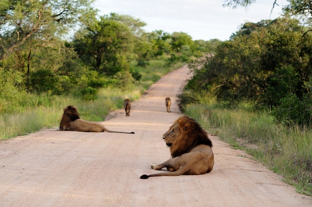 Gir National Park