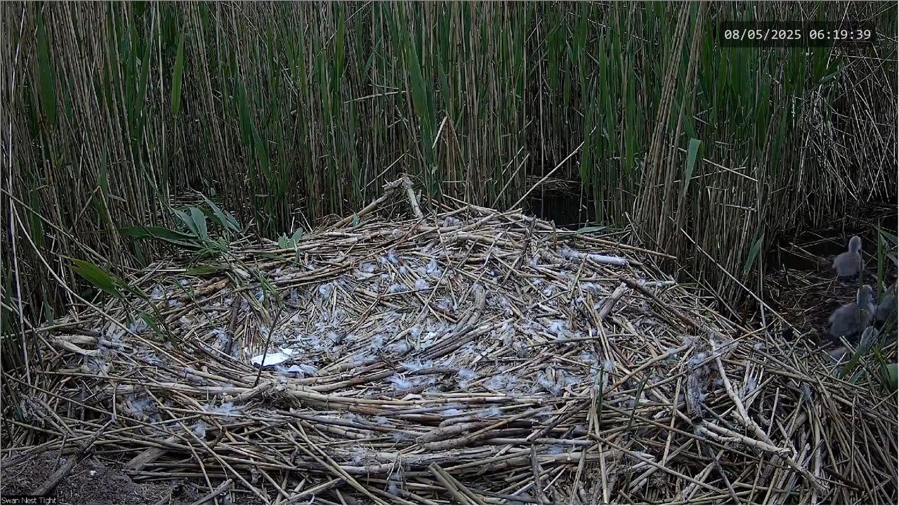 🔴 TIEŠRAIDES Gulbju ligzda 🦢 _ Putnu kameras _ Roberts E. Fullers 5-2-47 screenshot