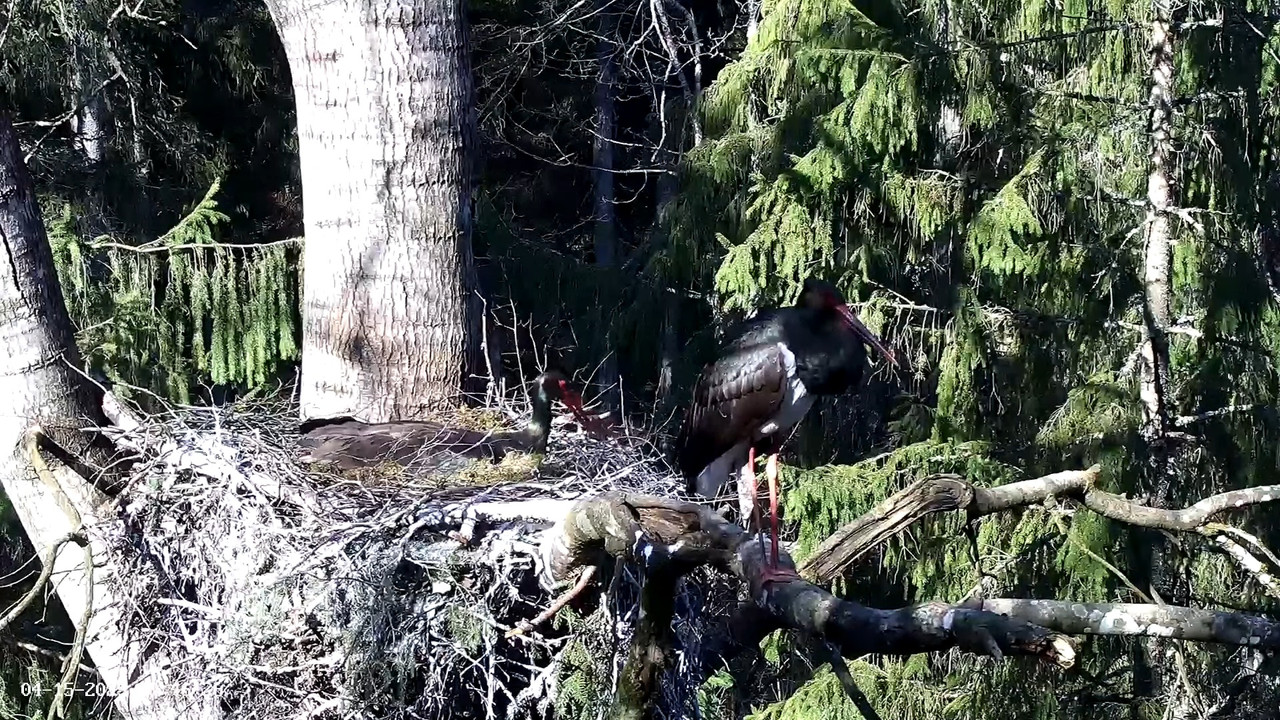 Must-toonekurg2 __ Ciconia nigra __ Melnais stārķis 4-31 screenshot