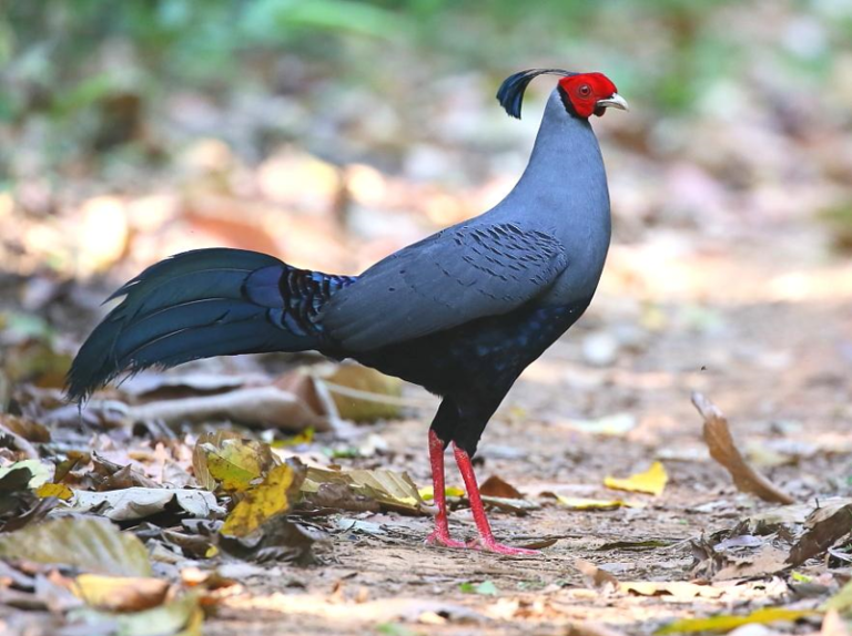 Type of Bird Is a Siamese Fireback