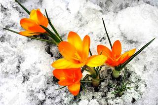 Thơ Nguyễn Thành Sáng - Page 43 19094792-yellow-crocus-flowers-in-the-snow11