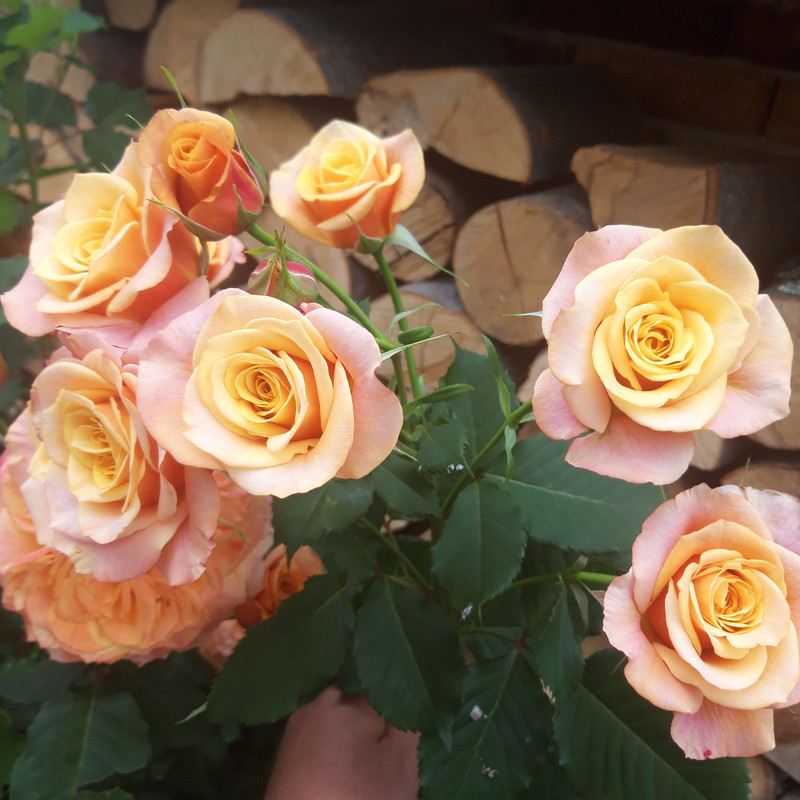 20190610_103419