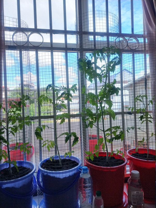 Tomatoes 261007