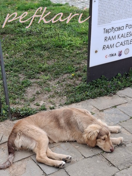 Slika