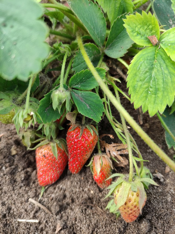 erdbeeren.jpg