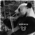 panda-avi.png