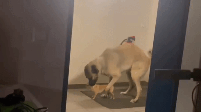 Por-Que-NO-Domesticamos-Todos-los-Animales.gif