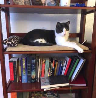 cat on bookshelf