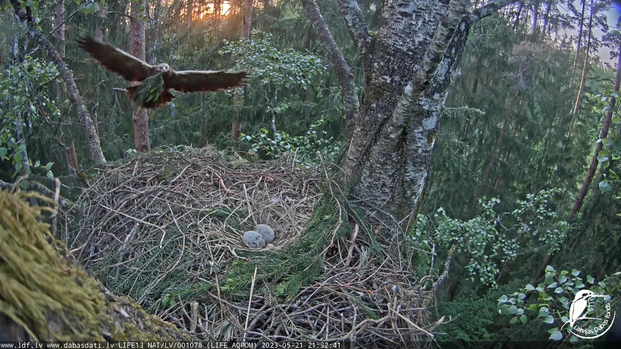LDF Mazais ērglis (Clanga pomarina), ligzda bērzā 12-48-41 screenshot