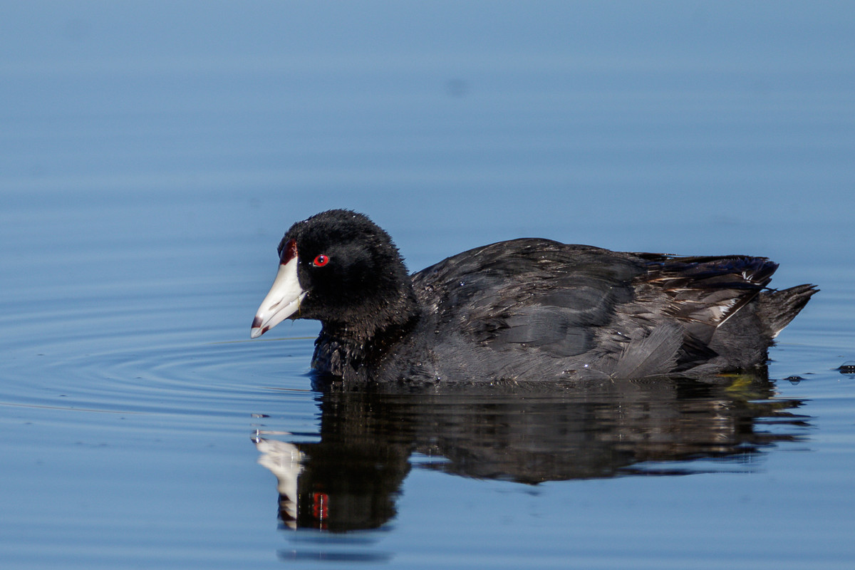 American Coot-39