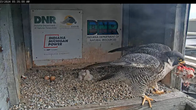 Fort Wayne falcon cam - Pagina 2 Przechwytywanie-w-trybie-pe-noekranowym-23-04-2024-173909