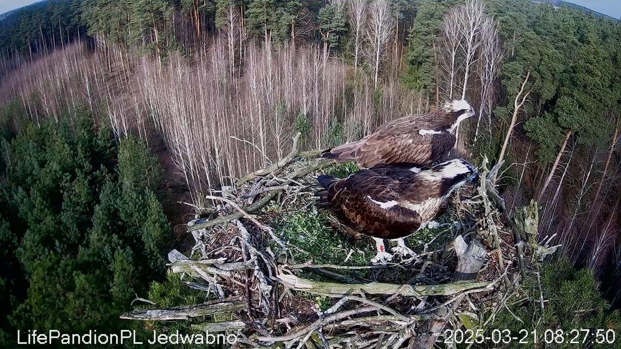 Rybołowy Online Puszcza Napiwodzko-Ramucka _ Ospreys Online in Napiwodzko-Ramucka Forest 10-29-35 sc