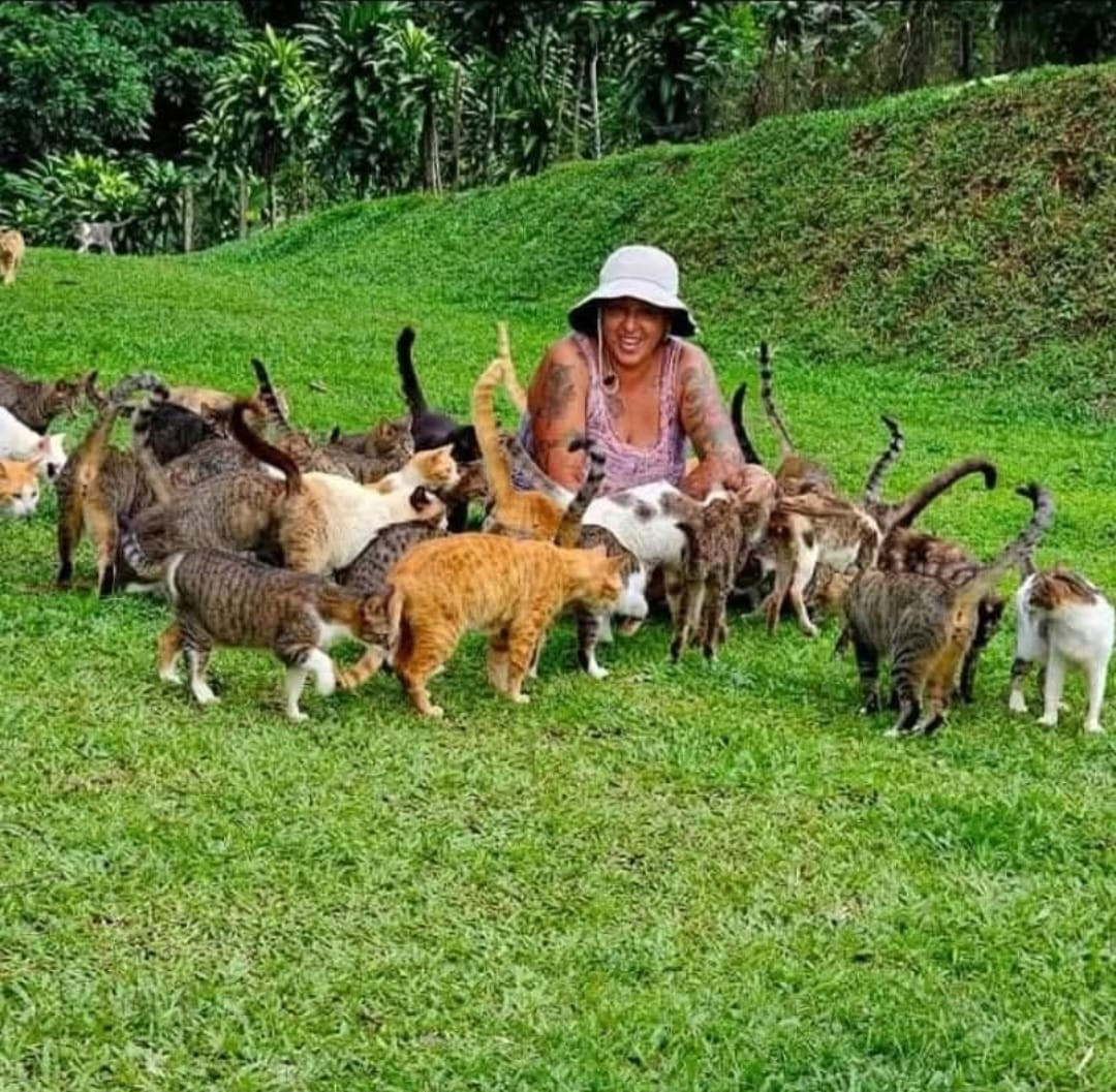 Mision Santuario Markat Refugio de Gatos
