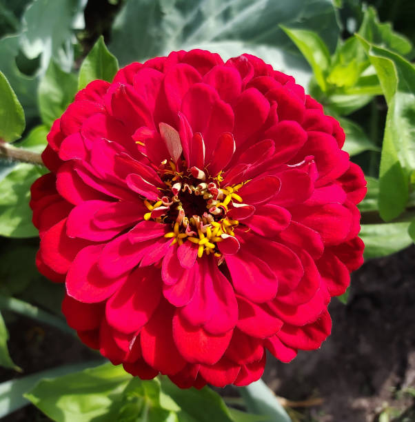 background from red flower zinnia growing in the garden