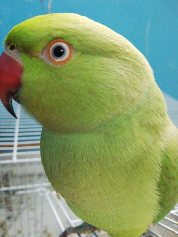 صورة