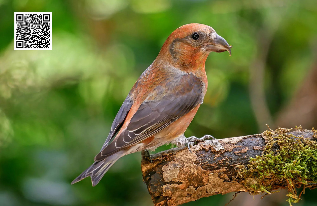 How to Identify a Common Crossbill in the Wild?