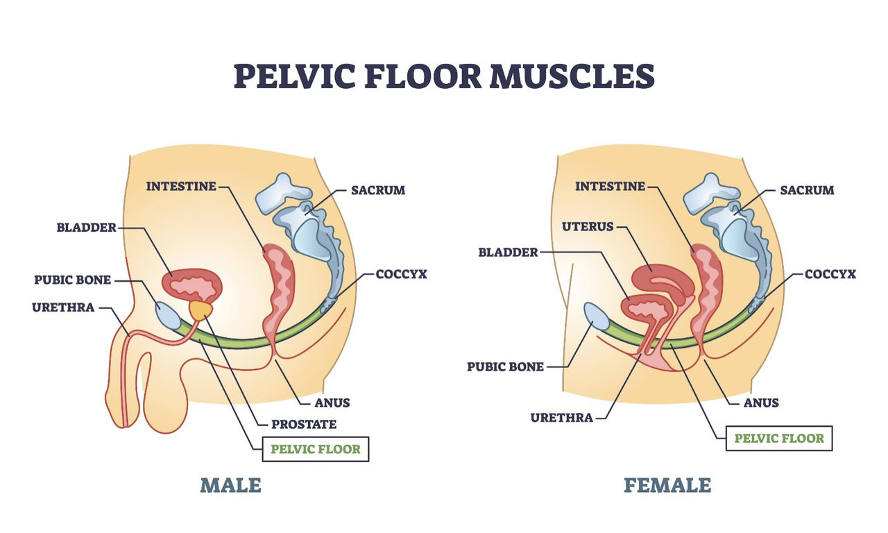 Eletroterapia para Reabilitação Muscular Pélvica e Íntima