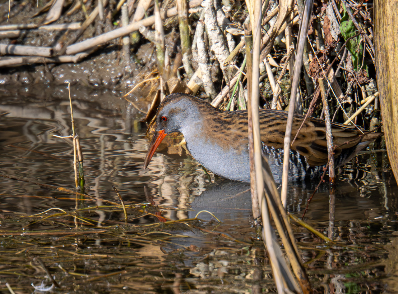 PA160134 Verbessert RR