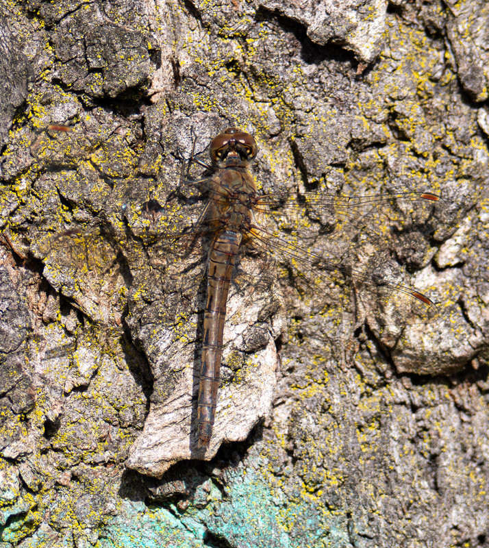 PA160168 Verbessert RR