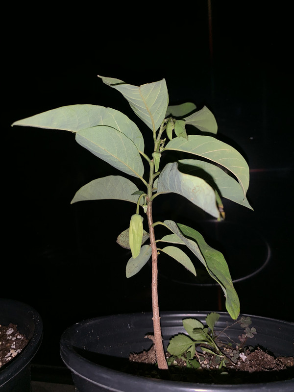 65EDA44A-78EE-4EF6-BE8F-21E355B26FC2