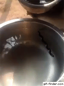 https://i.postimg.cc/2SmNW40y/5.gif