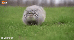 Attack-Cat-Coming.gif