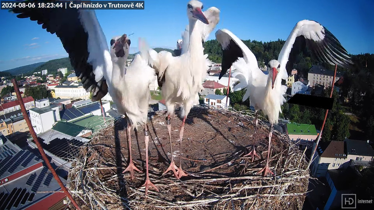 Tiešraidē no stārķa ligzdas uz alus darītavas skursteņa Trutnovā 15-3-59 screenshot