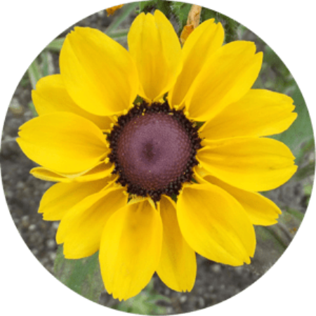 MesaExif 2.4.15 macOS