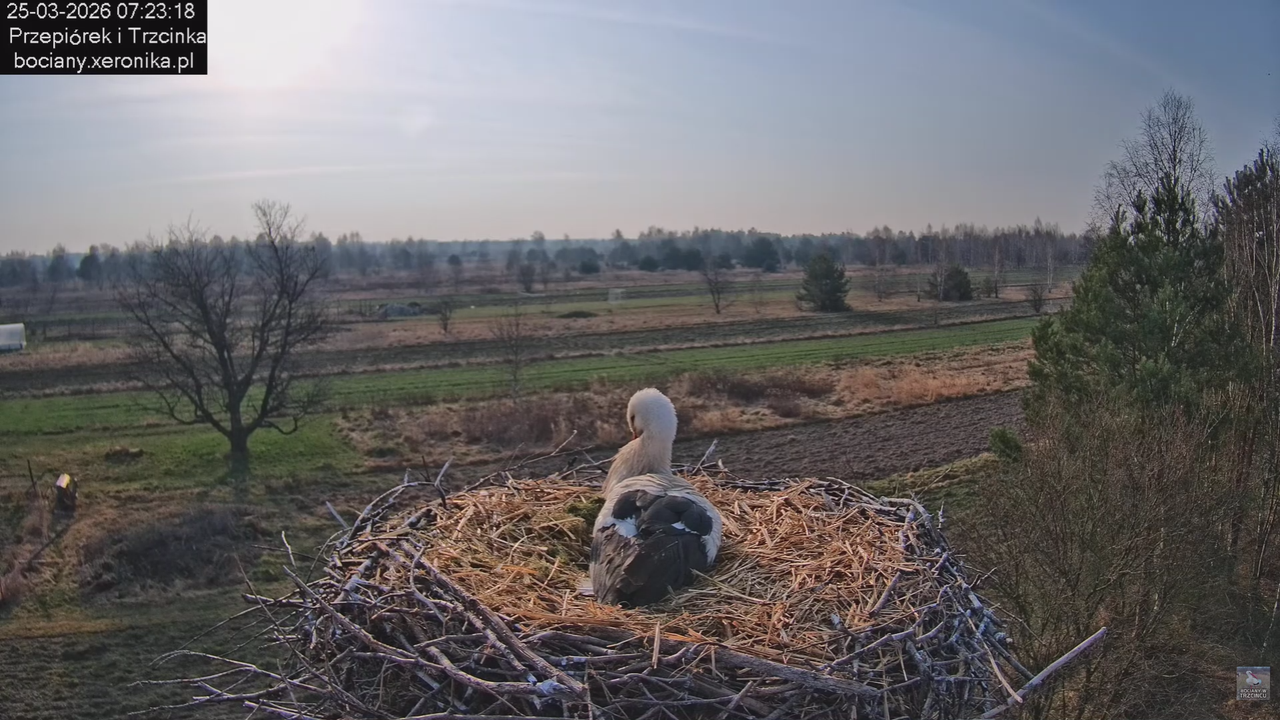 25032026bociany 10
