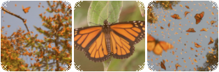 butterflies divider by ForgetMeNotss
