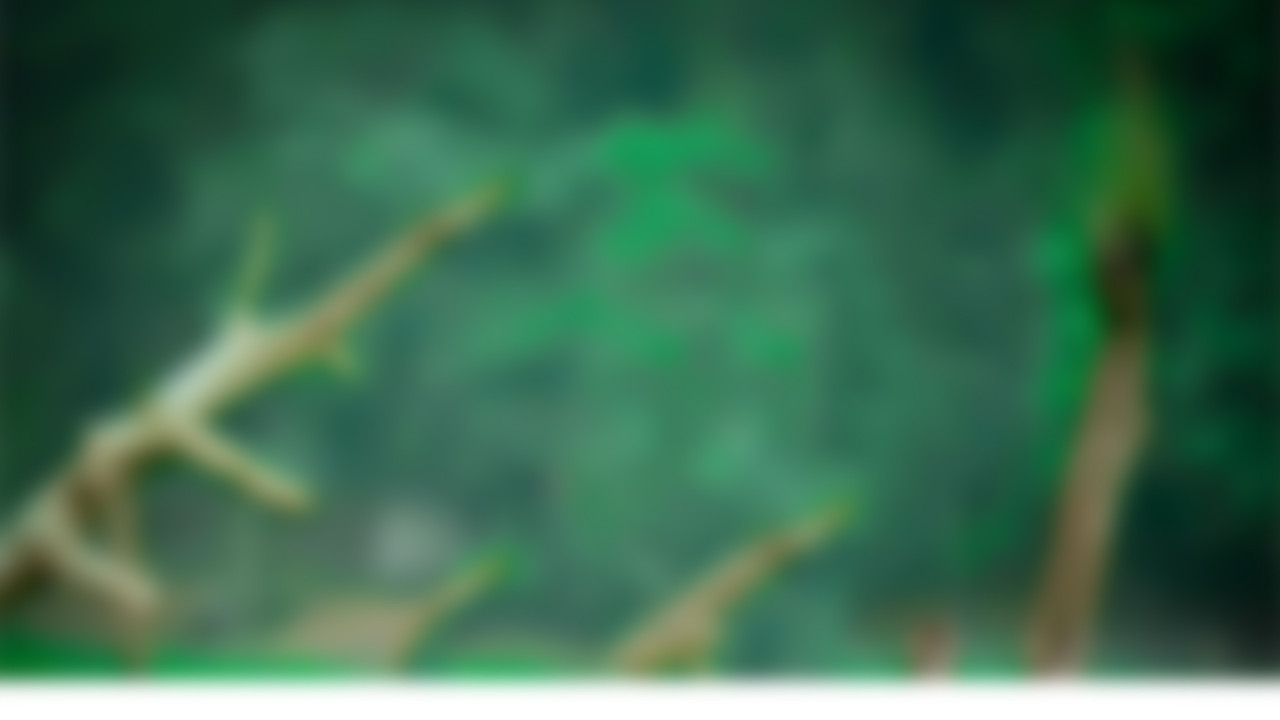 Shazim Creations1 (5)