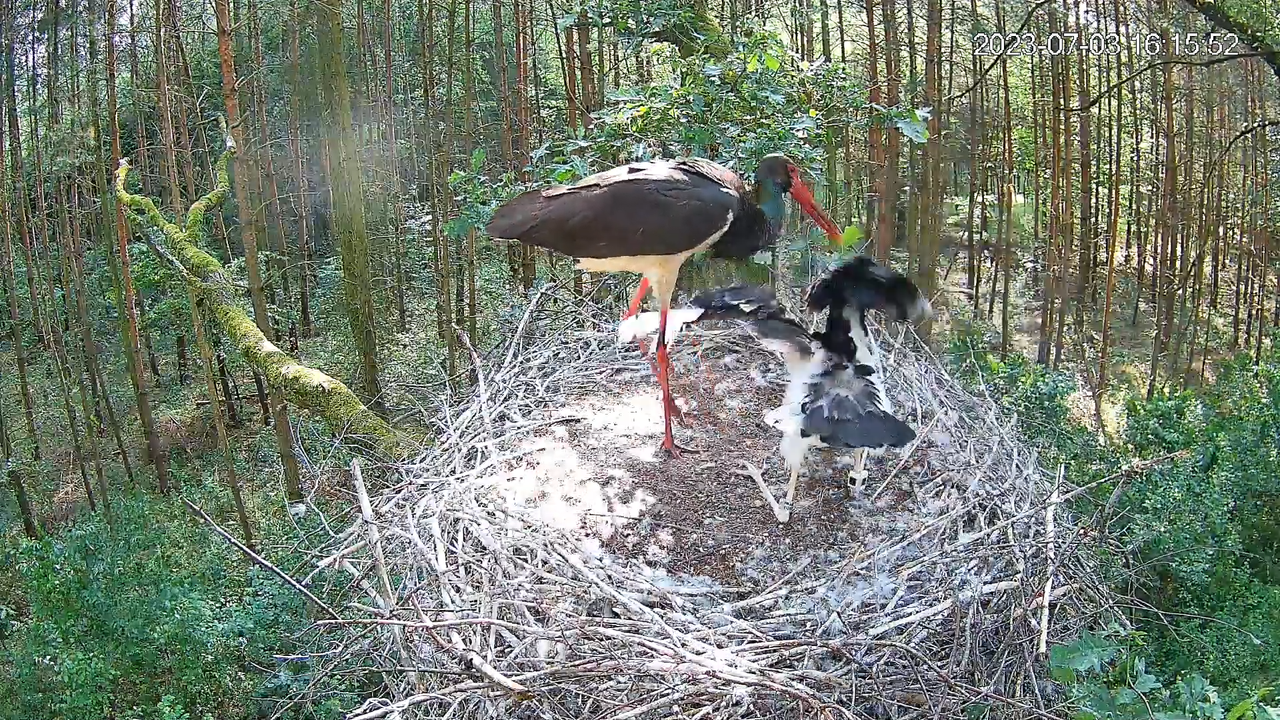 Black Storks Online 2023 — pārraide no ligzdas Lodzas vojevodistē 12-56-43 screenshot