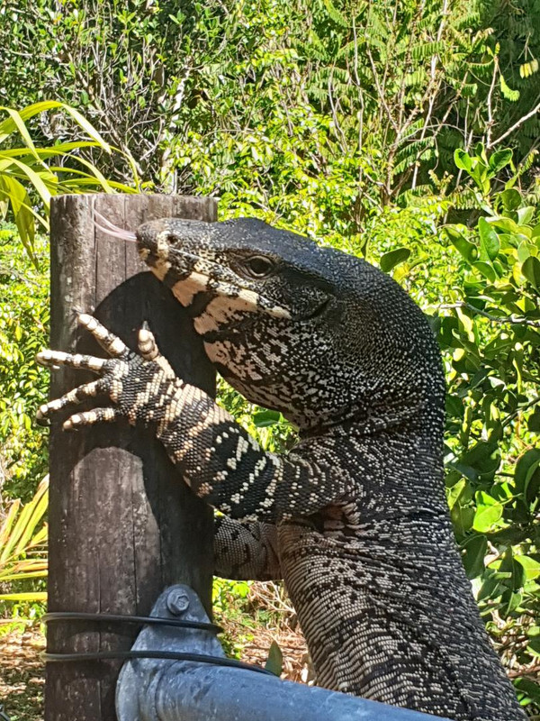 goanna 1