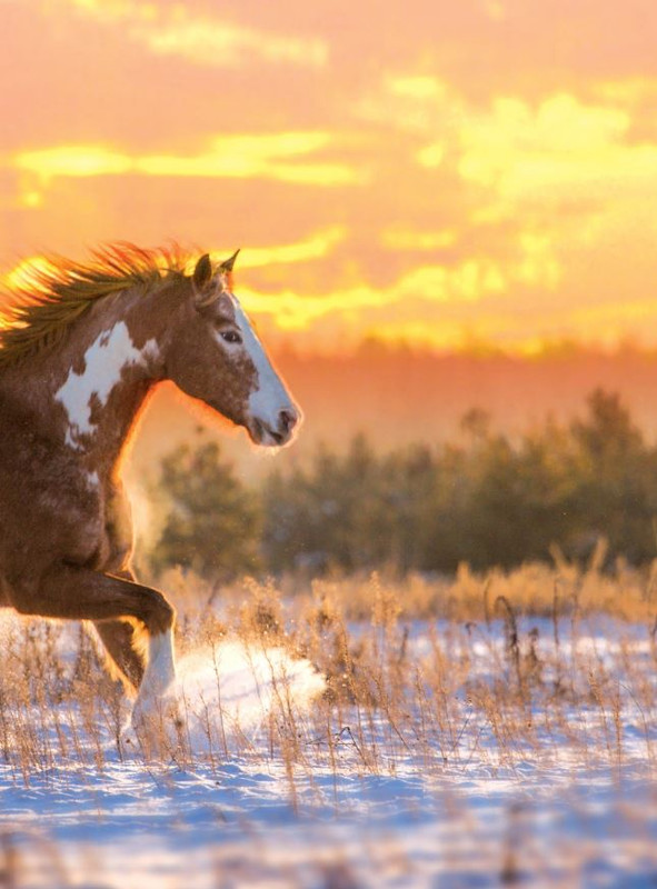 Il Mio Cav (Dic- 2021-Gen 2022) 2