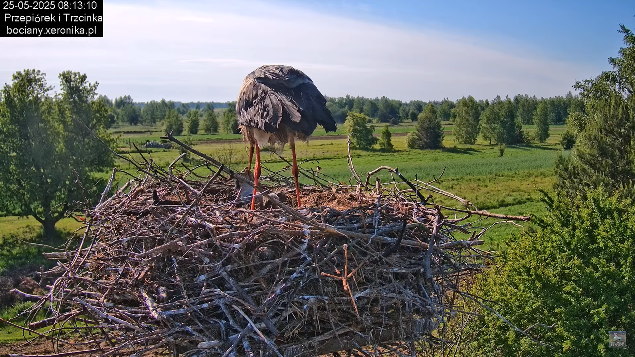 25052025bociany13