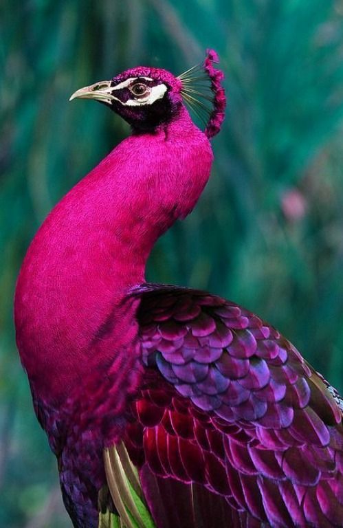magentabird.jpg