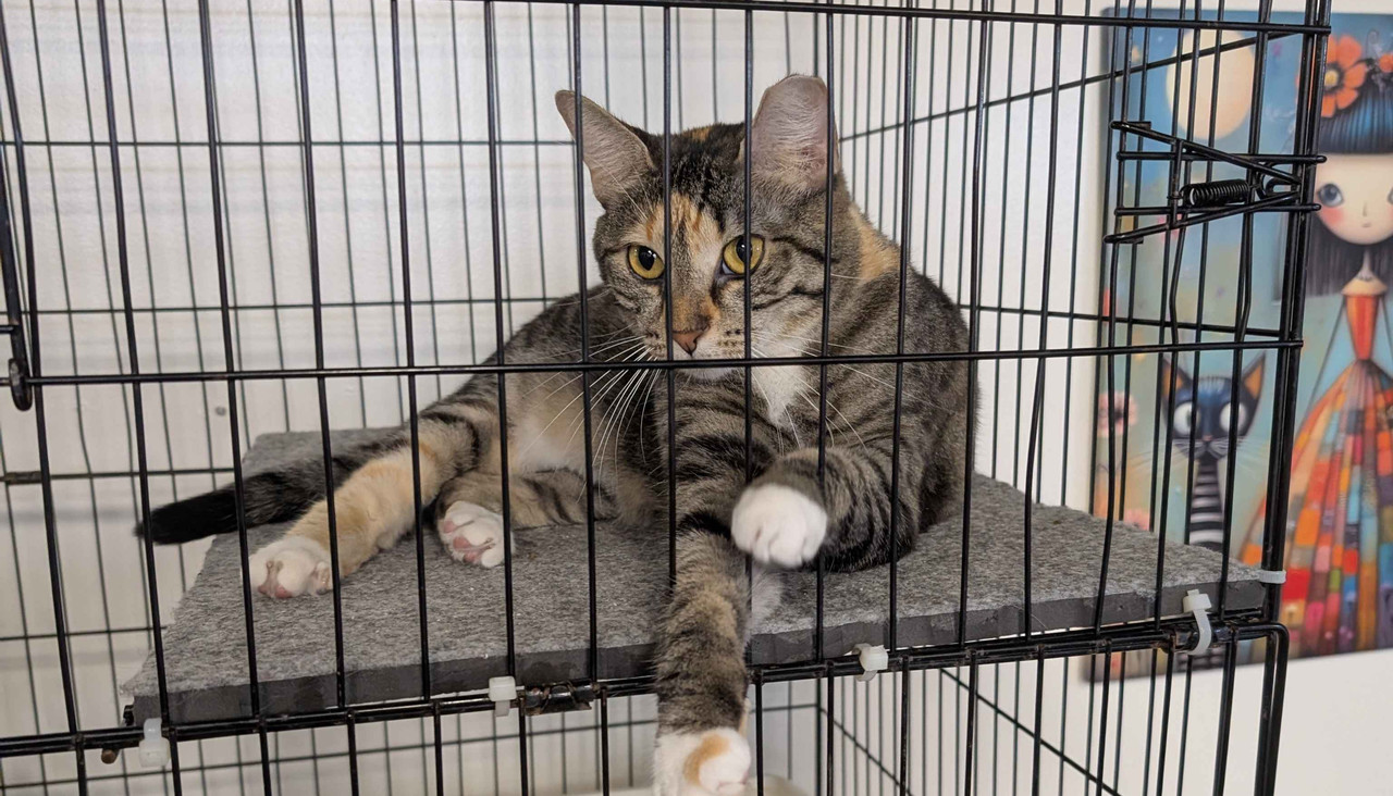 a tabby cat sitting in an enclosure with its paws sticking out of the cage