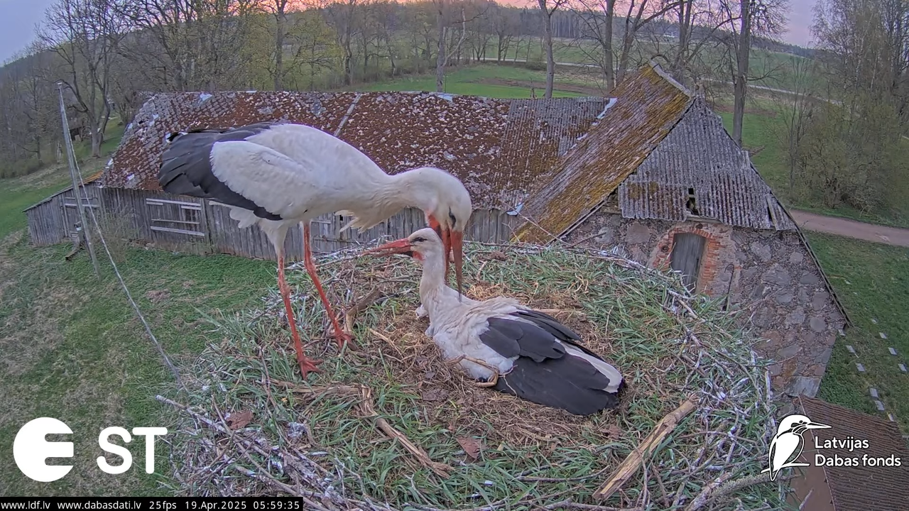 (34) Baltie stārķi (Ciconia ciconia) Tukuma novadā __ White storks in Tukums, Latvia - YouTube - 608