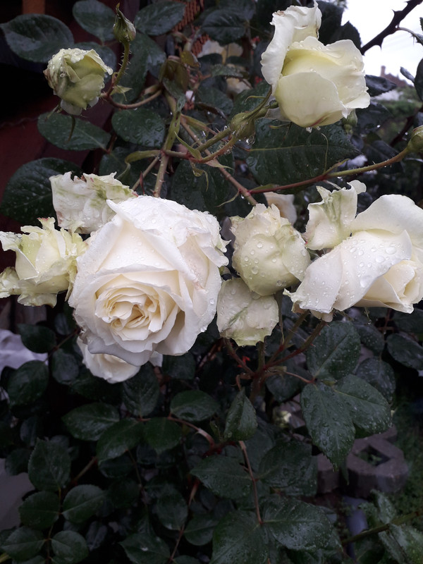 20190524_092046
