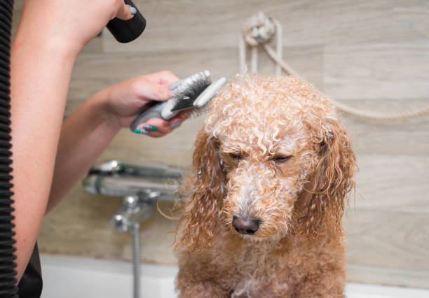 Diy dog detangler sales spray