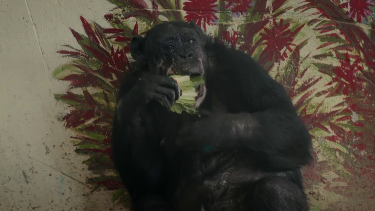 Chimp Crazy 2024 Season 1 English WEB-DL 1080p 720p 480p x264 | Full Season Chimp Crazy 2024 Season 1 English WEB-DL 1080p 720p 480p x264 | Full Season