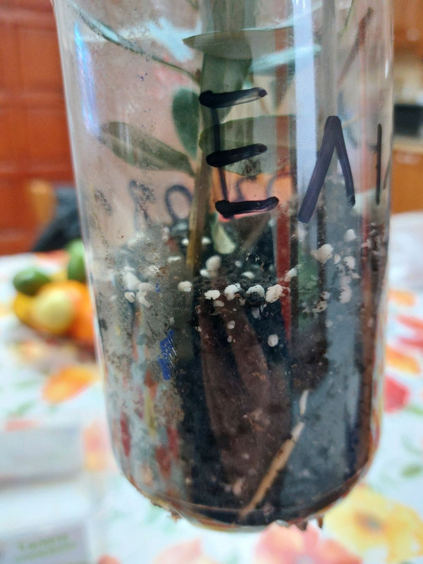 0 02 05 d4cbeaa3bbee1ecd8c6f34e6d553b41fb8d45f1249dc8fe716b3ba8be652b490 8a1dcf89c0907689