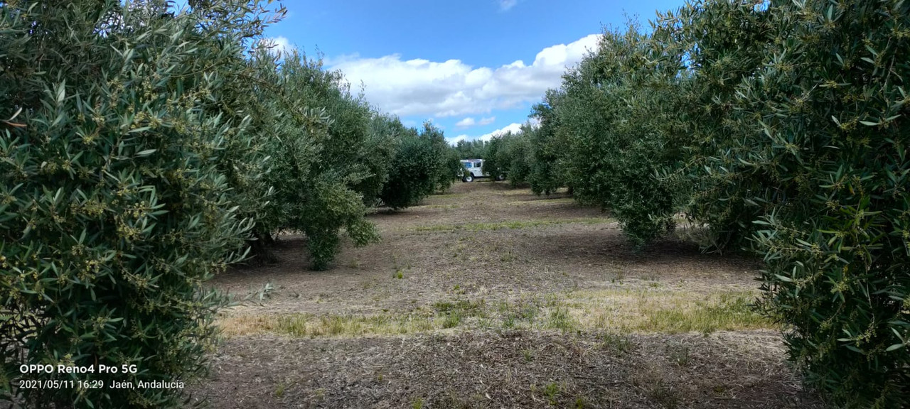 Seguimiento evolutivo finca de secano en Jaén - Página 3 PHOTO-2021-05-11-18-50-54-2