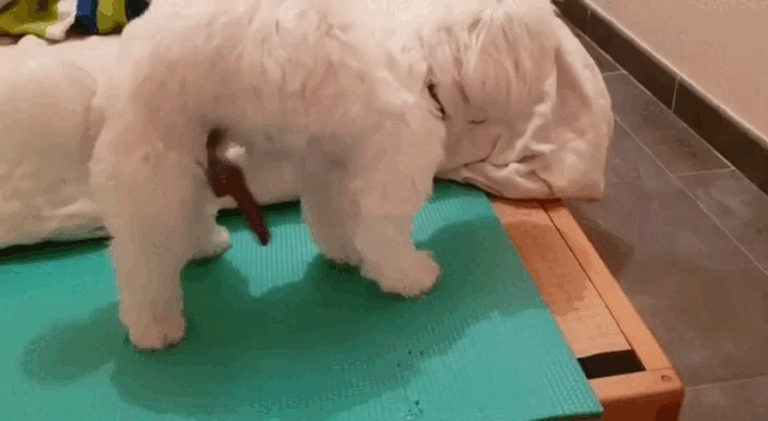Xiao-Ying-Video-1729823976418-HD.gif