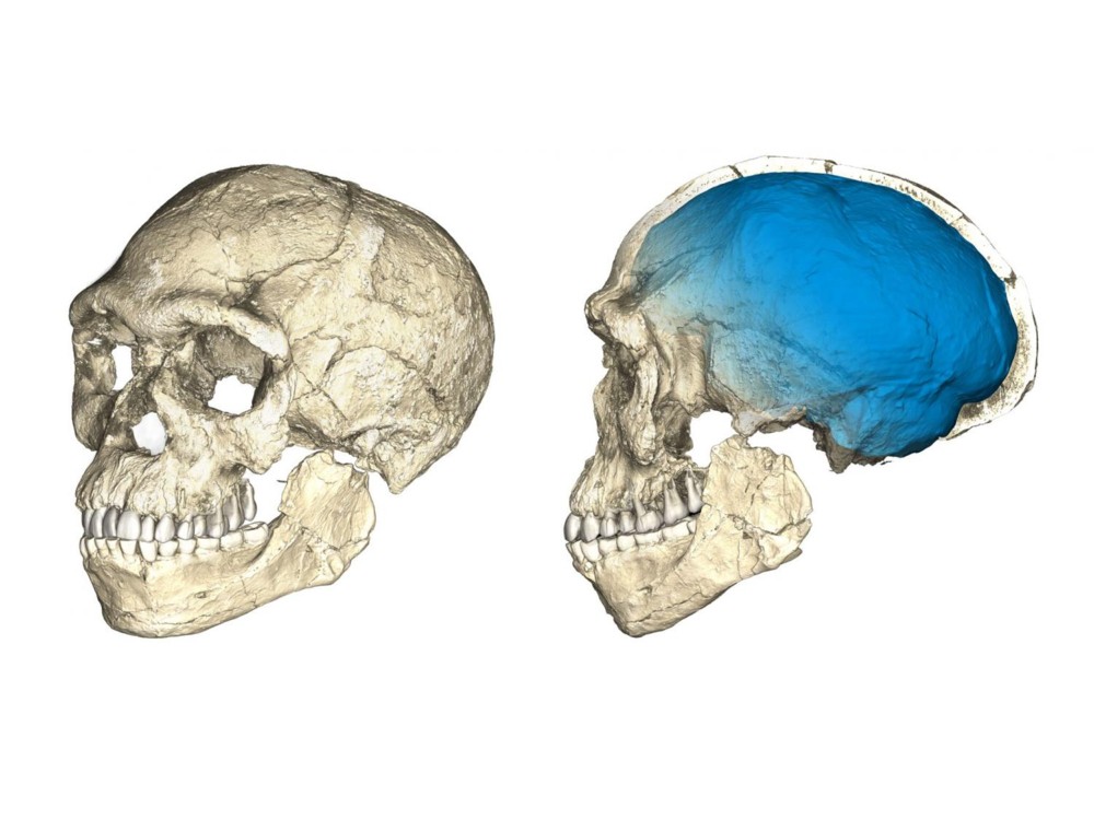 Fósiles de Homo sapiens de Etiopía tienen mucho más antigüedad de la calculada