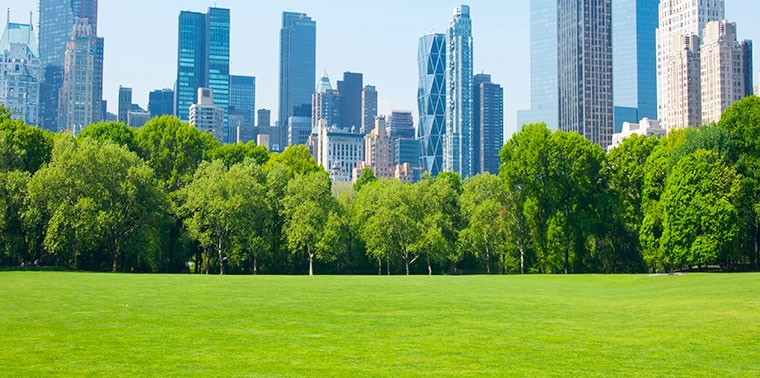 Green Spaces: Finding Peace in the City