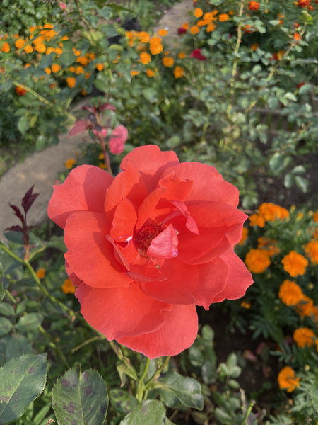 https://i.postimg.cc/2Sxsgb9R/IMG-0283.jpg